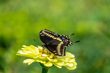 Papilio troilus, the spicebush swallowtail