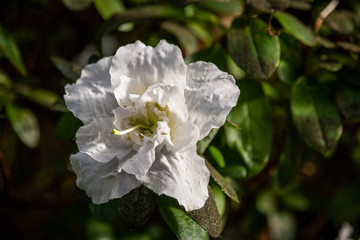 Nahaufnahme einer schönen bunten Blume