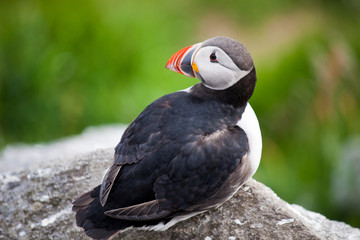 Atlantic Puffin (Fratercula arctica) with diffused green grass background. Common Paffin. Norway