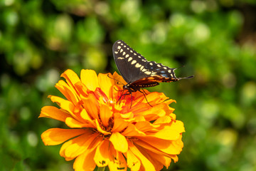 Papilio troilus, the spicebush swallowtail