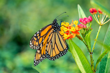 Fototapeta na wymiar monarch butterfly, Danaus plexippus