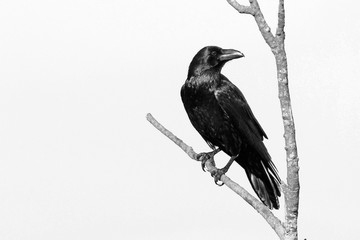 Kolkrabe (Corvus corax) in Schwarz-Weiß - Common raven