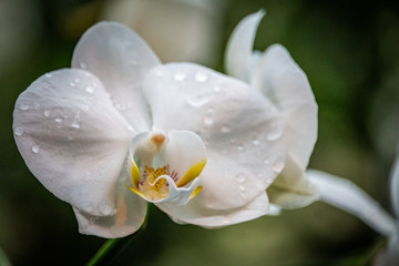 Fototapeta na wymiar Nahaufnahme einer schönen bunten Blume