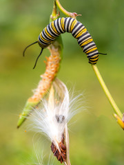 monarch butterfly, Danaus plexippus  caterpillar, caterpillar
