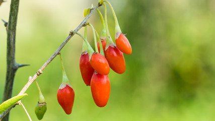 Goji berry, or wolfberry. Ripe berries on the twig. Anti aging fruit. Closeup.  Lycium barbarum or...