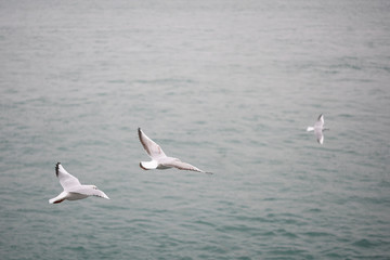 Fototapeta na wymiar Sea gulls on Istanbul bosphorus