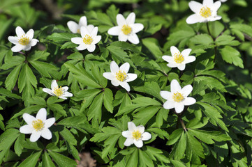 In the wild bloom early spring perennial plant Anemone nemorosa