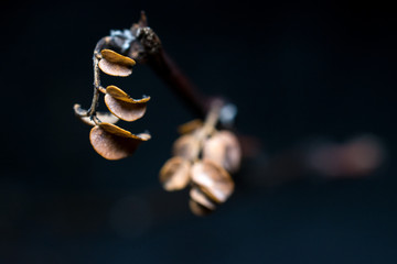 macro