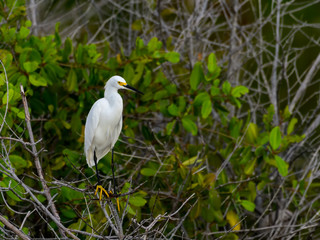  Snowy Egret Foraging on the Pond with Mangrove
