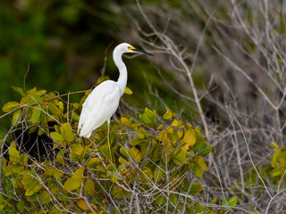 Snowy Egret Perched in Mangroves