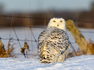 Female Snowy Owl Sitting onSnow Field  in Winter