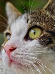 Tabby Cat