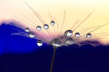 Macro photo of dandelion flower with water drops on a background of dawn in the highlands