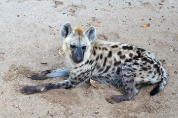 Wild hyena is released inside the man-made cage. Cages are designed like the original habitat of these animals.