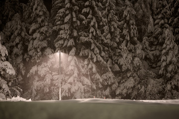snowfall with forest and streetlight at snowy cold winter