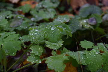 A drop of water on a sheet