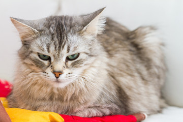 Adorable silver siberian cat of livestock in relax indoor, long haired