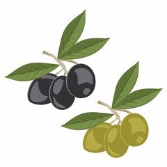 Vector illustration of olive branches