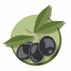 Vector illustration of olive branches
