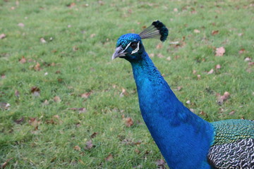 Obraz premium Peacock 5