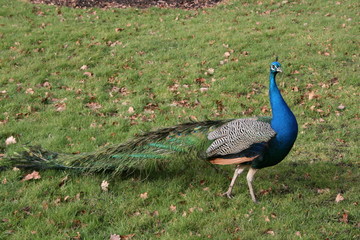 Obraz premium Peacock 4