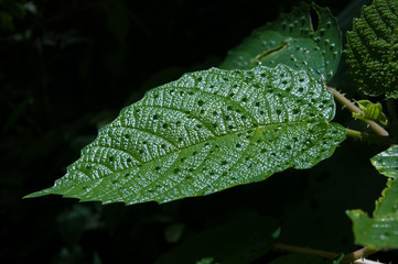 HOJA VIVA
