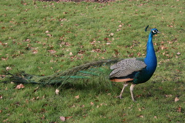 Peacock 3