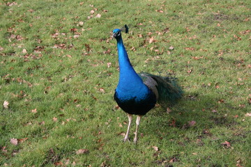 Obraz premium Peacock 1
