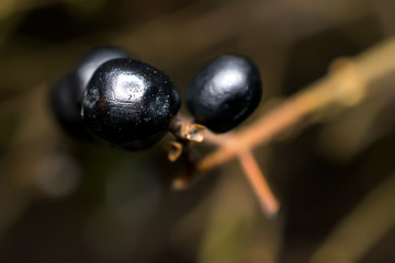 macro