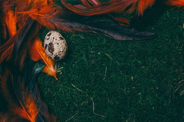 Quail eggs and bright feathers on moss background