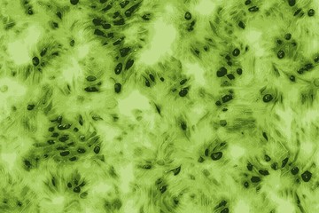 Abstract kiwi fruit green fresh background with seeds