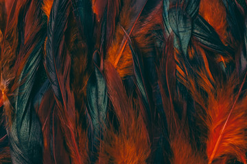 Fototapeta na wymiar Dark cock feathers background texture