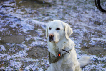 Der Golden Retriever im Schnee - Weißer Hund im Schnee 