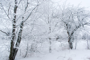 Winter snow trees, New Year's mood. copy space.