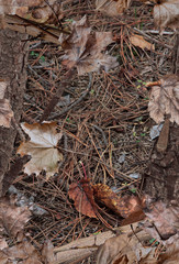 A realistic woodland camouflage pattern with leaves