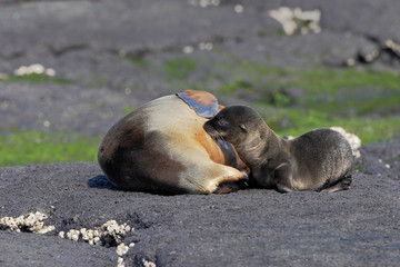 Galapagos Fur Seal (Arctocephalus galapagoensis), Puerto Egas, Santiago, Galapagos islands, Ecuador