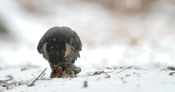 Peregrine Falcon, bird of prey sitting on the snow with catch during winter, Germany. Falcon witch killed dove. Wildlife scene from snowy nature. Animal behaviour in the forest.