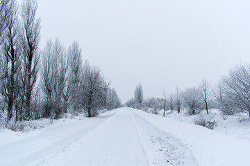 Winter snow trees, New Year's mood. copy space.