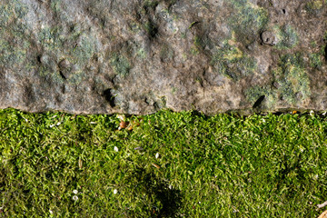 mosas on stone path