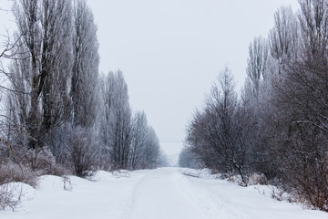 Winter snow trees, New Year's mood. copy space.