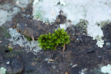 moss on stone path