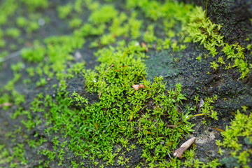 moss on a rock