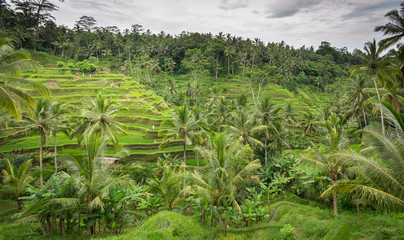 Fototapeta na wymiar Bali Island Indonesia Tourism