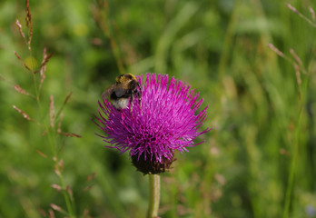 Bumblebee on  melancholy thistle flower on the background of green grass