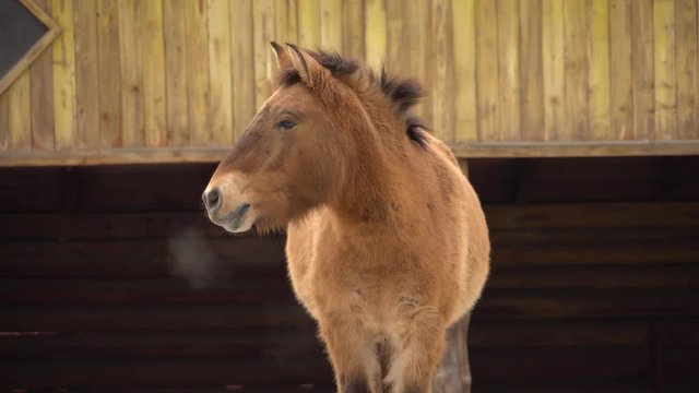 Horse