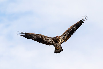 Bald eagle (Haliaeetus leucocephalus) young soaring in the sky, Iowa, USA.