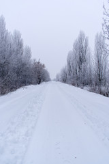 Winter snow trees, New Year's mood. copy space.