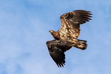 Bald eagle (Haliaeetus leucocephalus) young soaring in the sky, Iowa, USA.