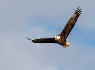 Bald eagle (Haliaeetus leucocephalus) soaring in blue sky, Iowa, USA.