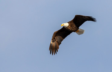 Bald eagle (Haliaeetus leucocephalus) soaring in blue sky, Iowa, USA.